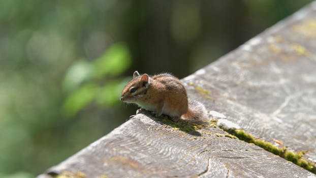 gambling chips and free spins