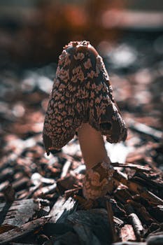 https://images.pexels.com/photos/987654/pexels-photo-987654.jpeg